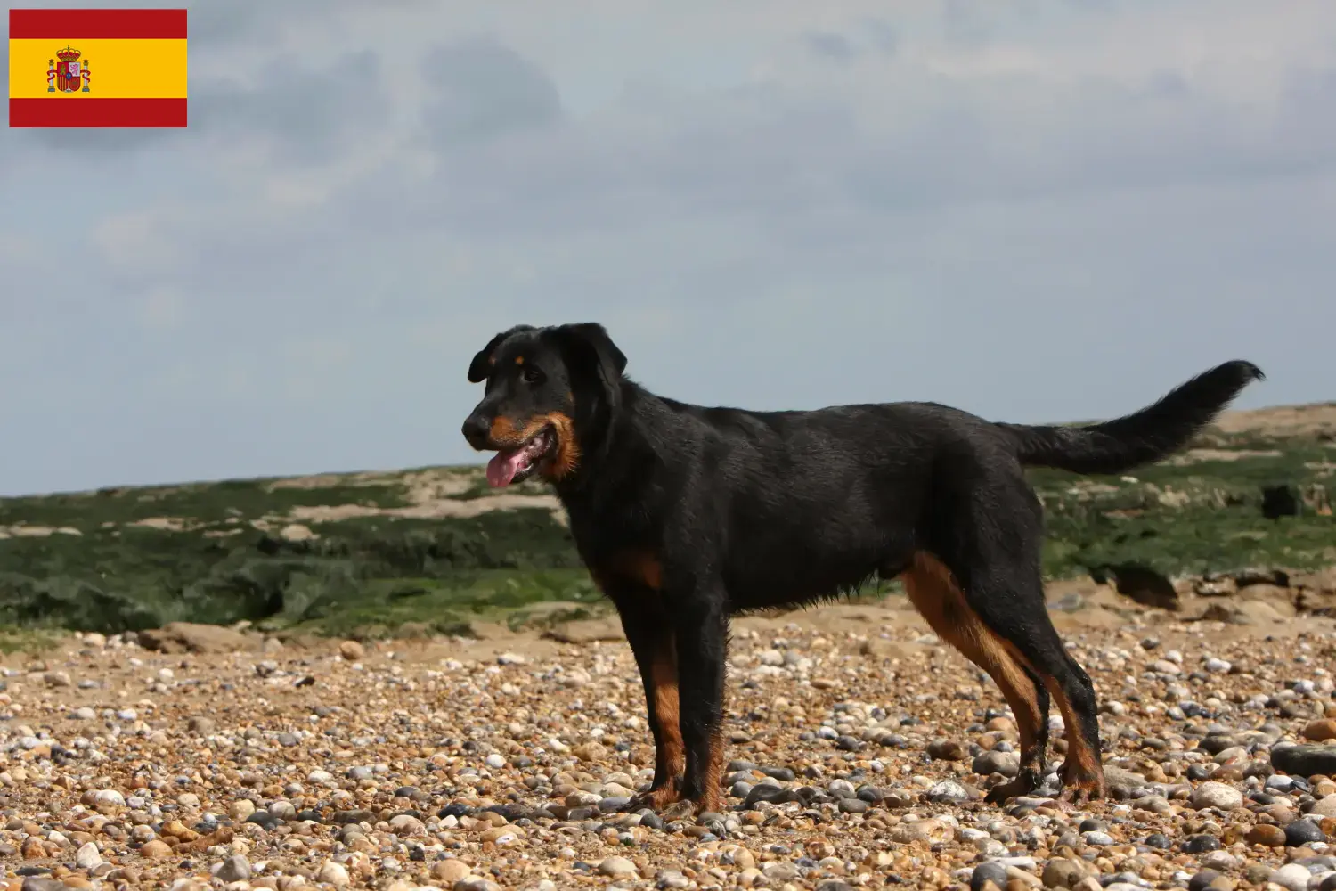 Beauceron szczenięta i hodowcy Hiszpania Znajdź hodowców Beauceron w Hiszpania tutaj.