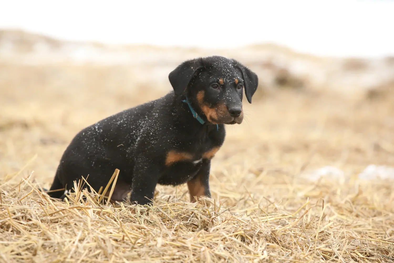 Kupno szczeniaka rasy Beauceron oznacza wzięcie na siebie odpowiedzialności! Kup szczenięta rasy Beauceron.