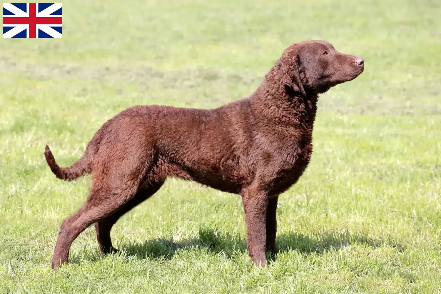 Read more about the article Hodowcy i szczenięta Chesapeake Bay Retriever w Wielka Brytania