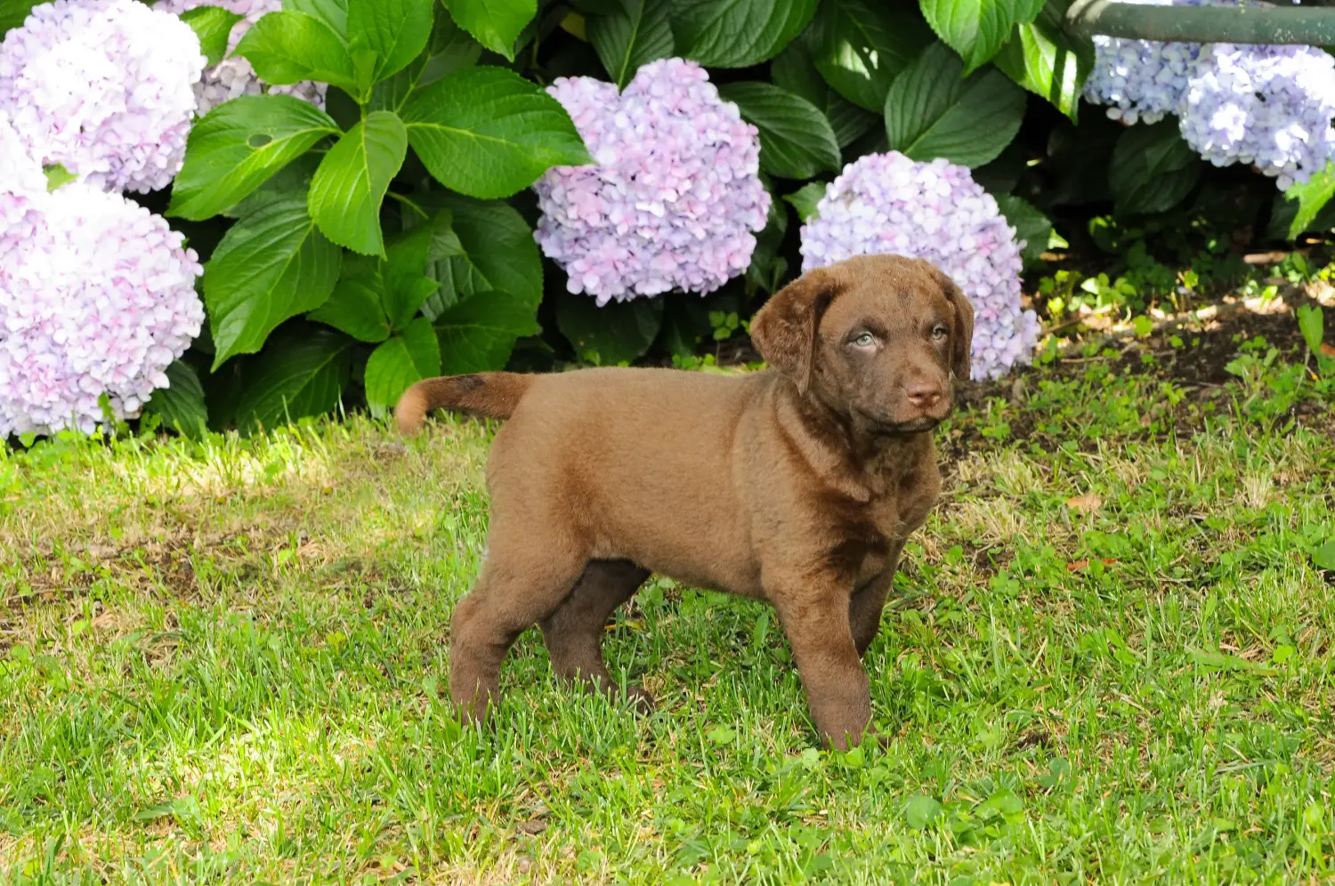Zakup szczeniaka rasy Chesapeake Bay Retriever oznacza wzięcie na siebie odpowiedzialności! Kup szczenięta rasy Chesapeake Bay Retriever.