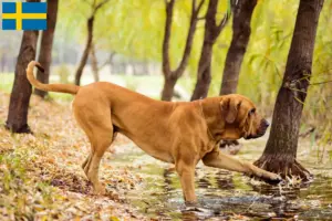 Read more about the article Hodowcy i szczenięta Fila brasileiro w Szwecja