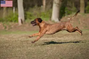 Read more about the article Hodowcy i szczenięta Hannoverscher Schweißhund w USA