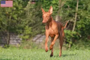 Read more about the article Hodowcy psów rasy Pharaoh Hound i szczenięta w USA