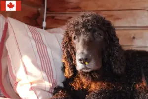 Read more about the article Hodowcy i szczenięta Irish Water Spaniel w Kanada