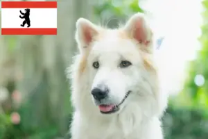 Read more about the article Hodowca psów tajskich Bangkaew i szczenięta w Berlinie