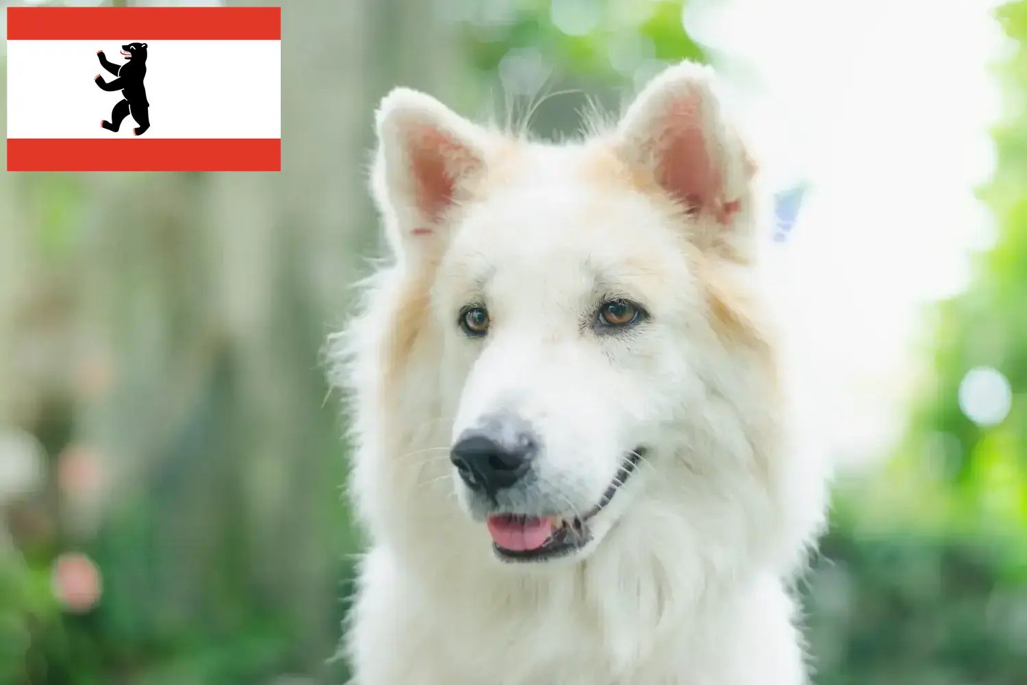 Tajski pies Bangkaew szczenięta i hodowca Berlin Tutaj możesz znaleźć hodowców Thai Bangkaew Dogs w Berlin.