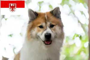 Read more about the article Hodowca psów tajskich Bangkaew i szczenięta w Brandenburgii