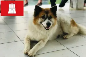 Read more about the article Thai Bangkaew hodowca psów i szczeniąt w Hamburg