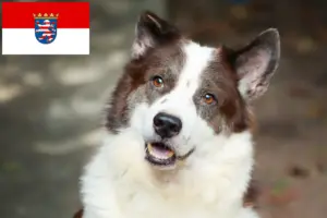 Read more about the article Hodowca psów tajskich Bangkaew i szczenięta w Hesji