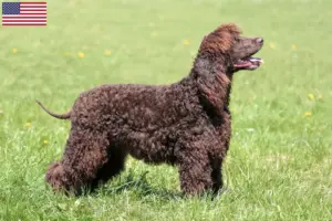 Read more about the article Hodowcy i szczenięta Irish Water Spaniel w USA