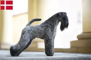 Read more about the article Hodowcy i szczenięta Kerry blue terrier w Dania