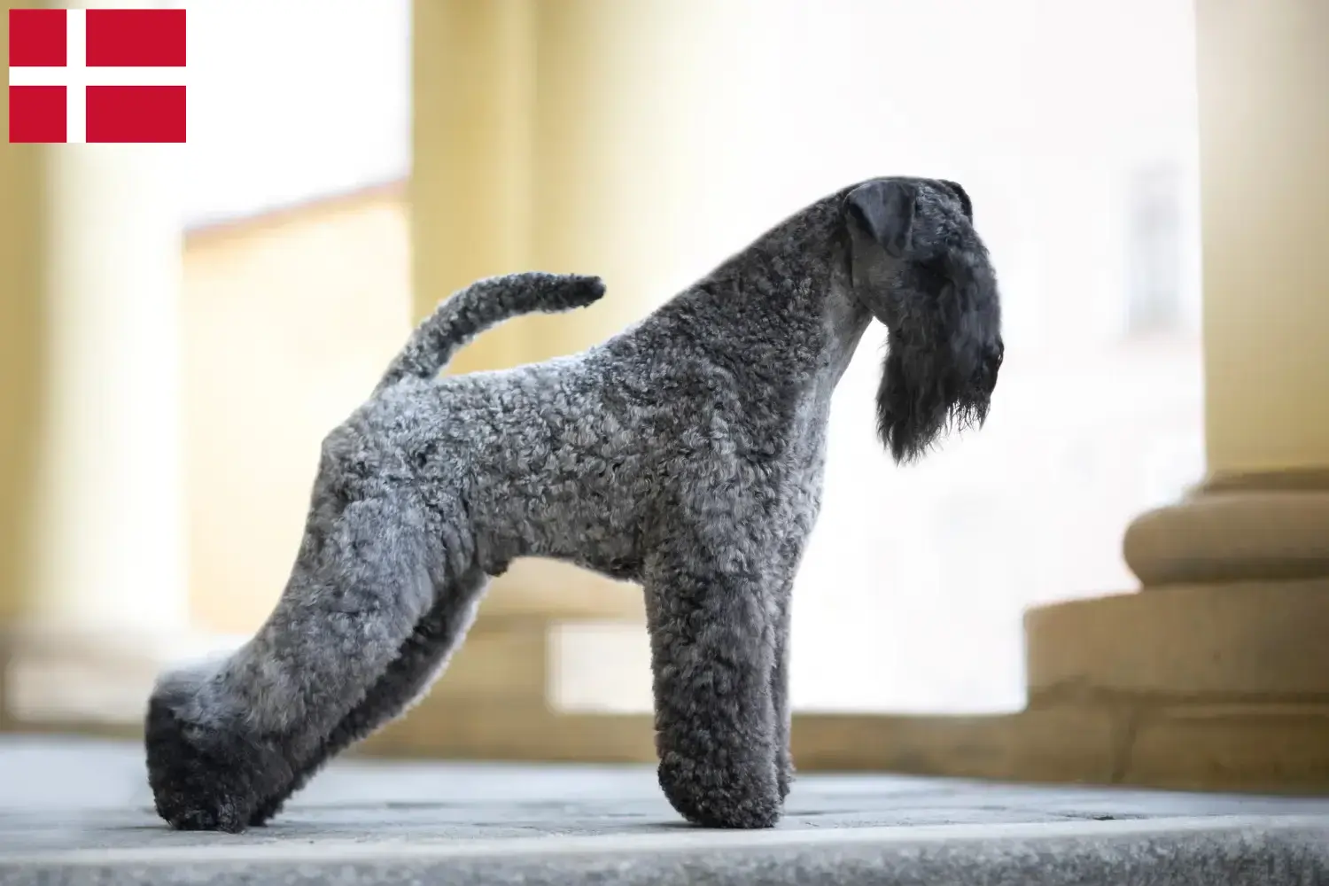 Read more about the article Hodowcy i szczenięta Kerry blue terrier w Dania