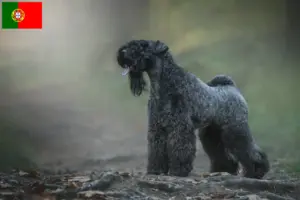 Read more about the article Hodowcy i szczenięta Kerry blue terrier w Portugalia
