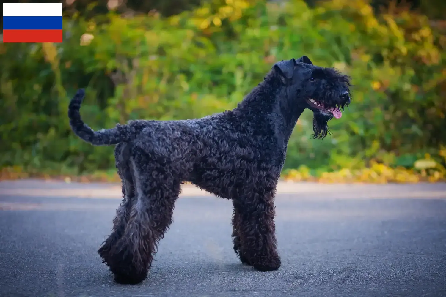 Read more about the article Hodowcy i szczenięta Kerry blue terrier w Rosja