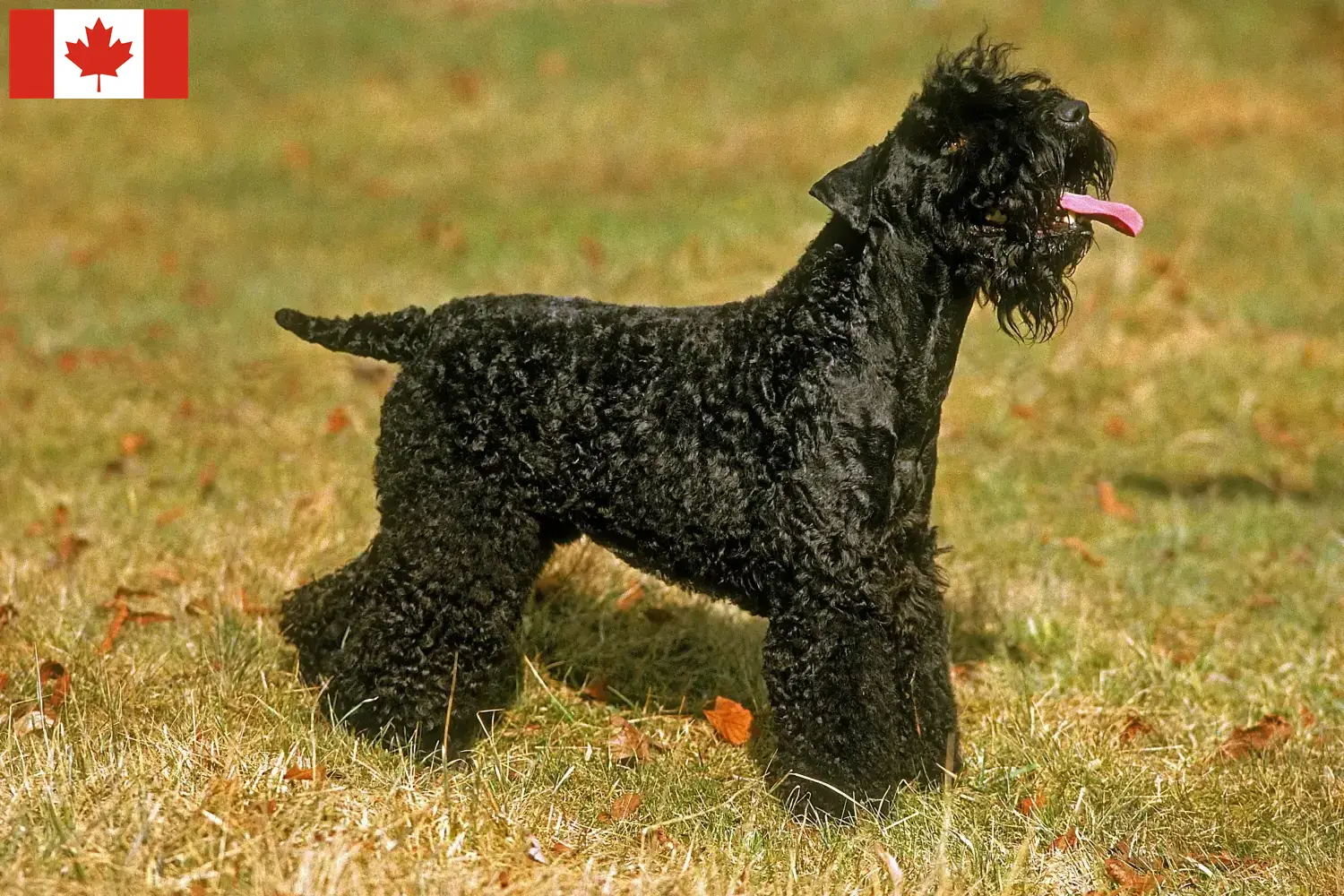 Read more about the article Hodowcy i szczenięta Kerry blue terrier w Kanada