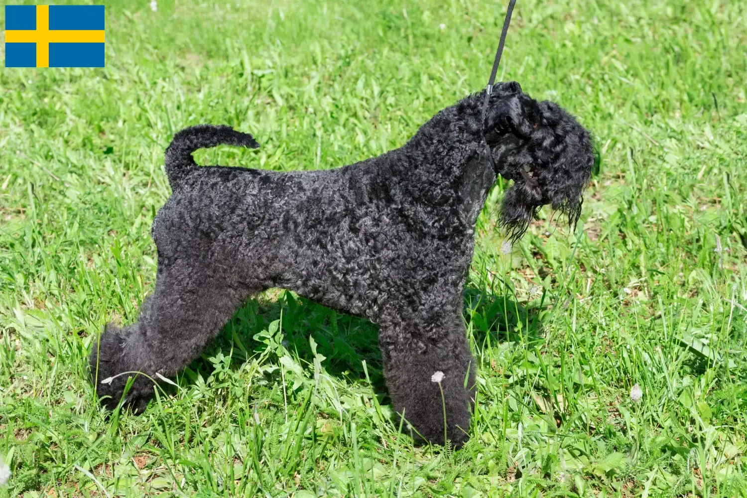 Read more about the article Hodowcy i szczenięta Kerry blue terrier w Szwecja