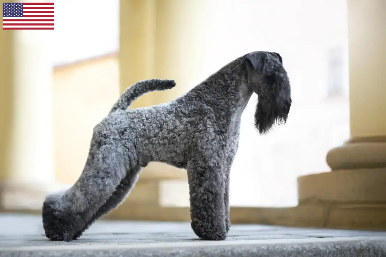 Read more about the article Hodowcy i szczenięta Kerry blue terrier w USA