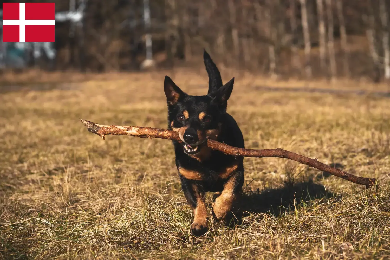 Read more about the article Hodowcy i szczenięta Lancashire Heeler w Dania