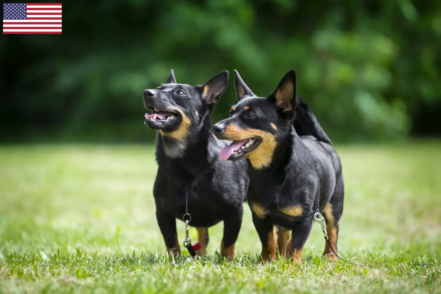 Read more about the article Hodowcy i szczenięta Lancashire Heeler w USA