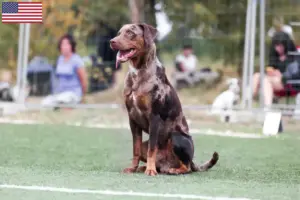 Read more about the article Louisiana Catahoula Leopard Hodowcy psów i szczeniąt w USA
