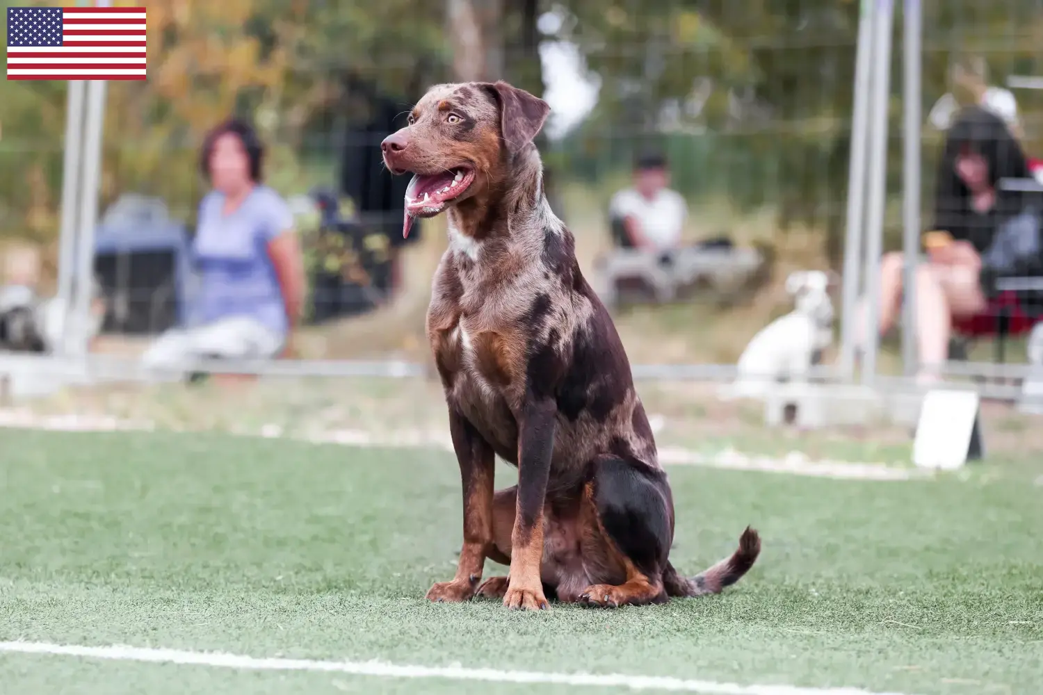 Read more about the article Louisiana Catahoula Leopard Hodowcy psów i szczeniąt w USA