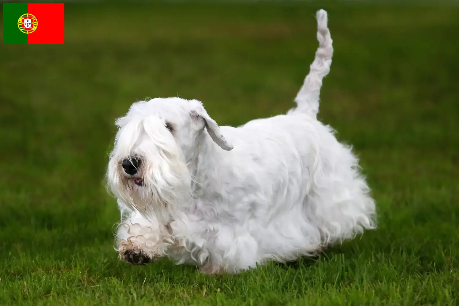 Read more about the article Hodowcy i szczenięta Sealyham terrier w Portugalia