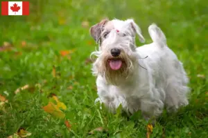 Read more about the article Sealyham terrier – hodowcy i szczenięta w Kanada