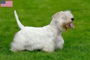 Read more about the article Hodowcy i szczenięta Sealyham terrier w USA