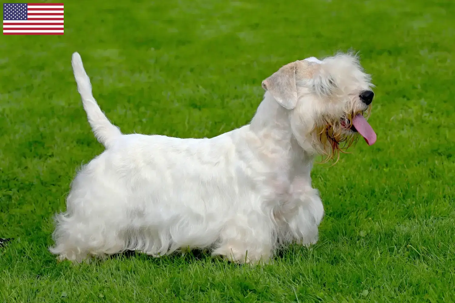 Read more about the article Hodowcy i szczenięta Sealyham terrier w USA