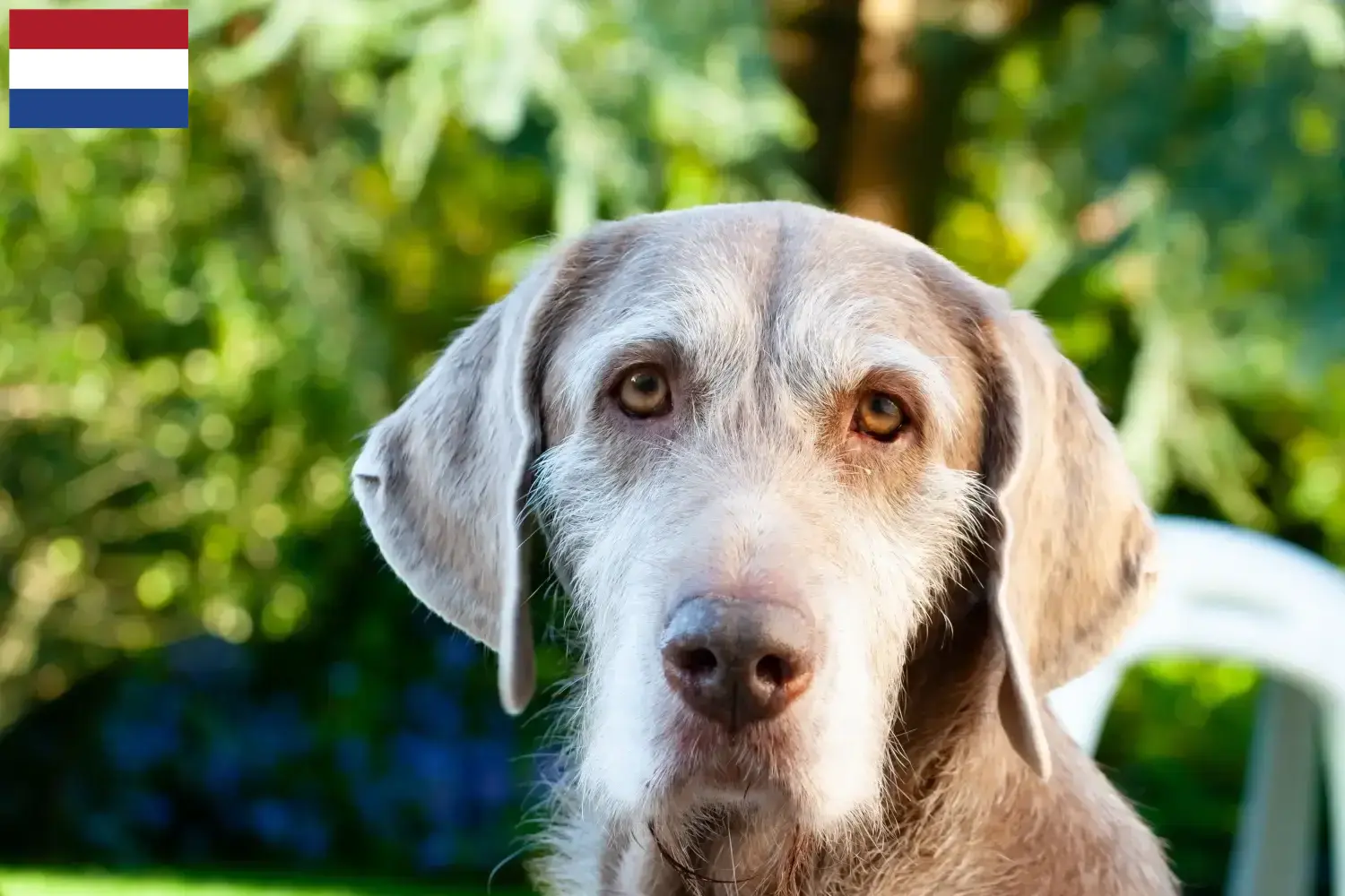 Szczenięta i hodowca słowacki szorstkowłosy Holandia Tutaj znajdziesz hodowców Slovakian Wirehaired Pointer w Holandia.