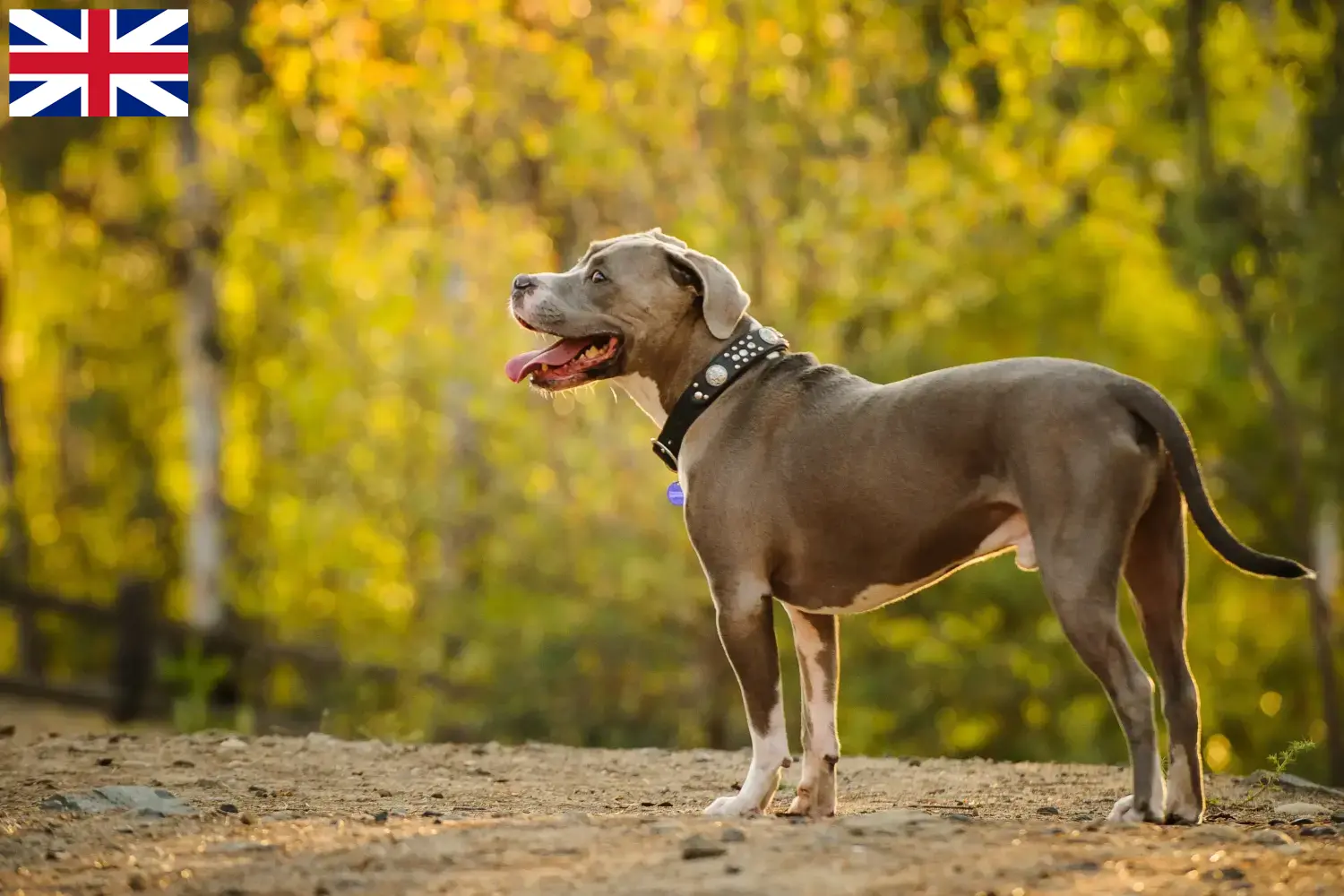 Read more about the article Hodowcy i szczenięta American Pit Bull Terrier w Wielka Brytania