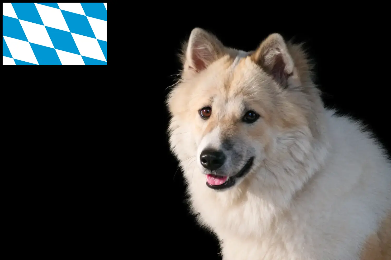 Tajski pies Bangkaew szczenięta i hodowca Bawaria Tutaj możesz znaleźć hodowców Thai Bangkaew Dogs w Bawaria.