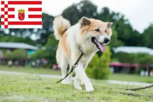Read more about the article Thai Bangkaew hodowca psów i szczeniąt w Brema