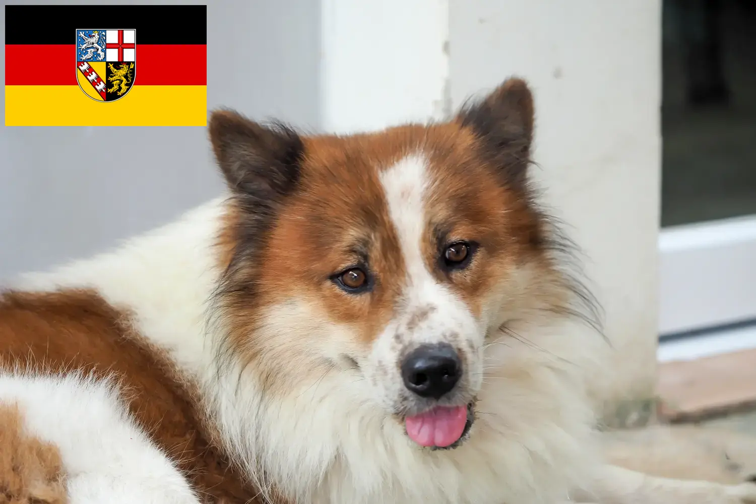 Tajski pies Bangkaew szczenięta i hodowca Saara Tutaj możesz znaleźć hodowców Thai Bangkaew Dogs w Kraj Saary.