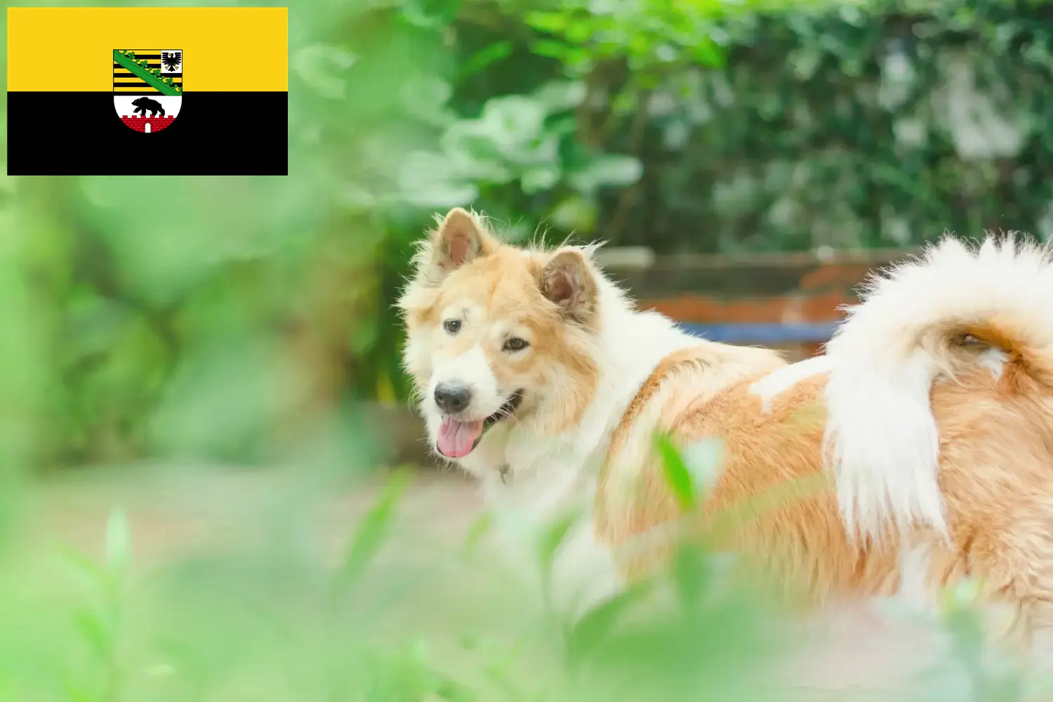 Tajski pies Bangkaew szczenięta i hodowca Saksonia-Anhalt Tutaj możesz znaleźć hodowców Thai Bangkaew Dogs w Saksonia-Anhalt.