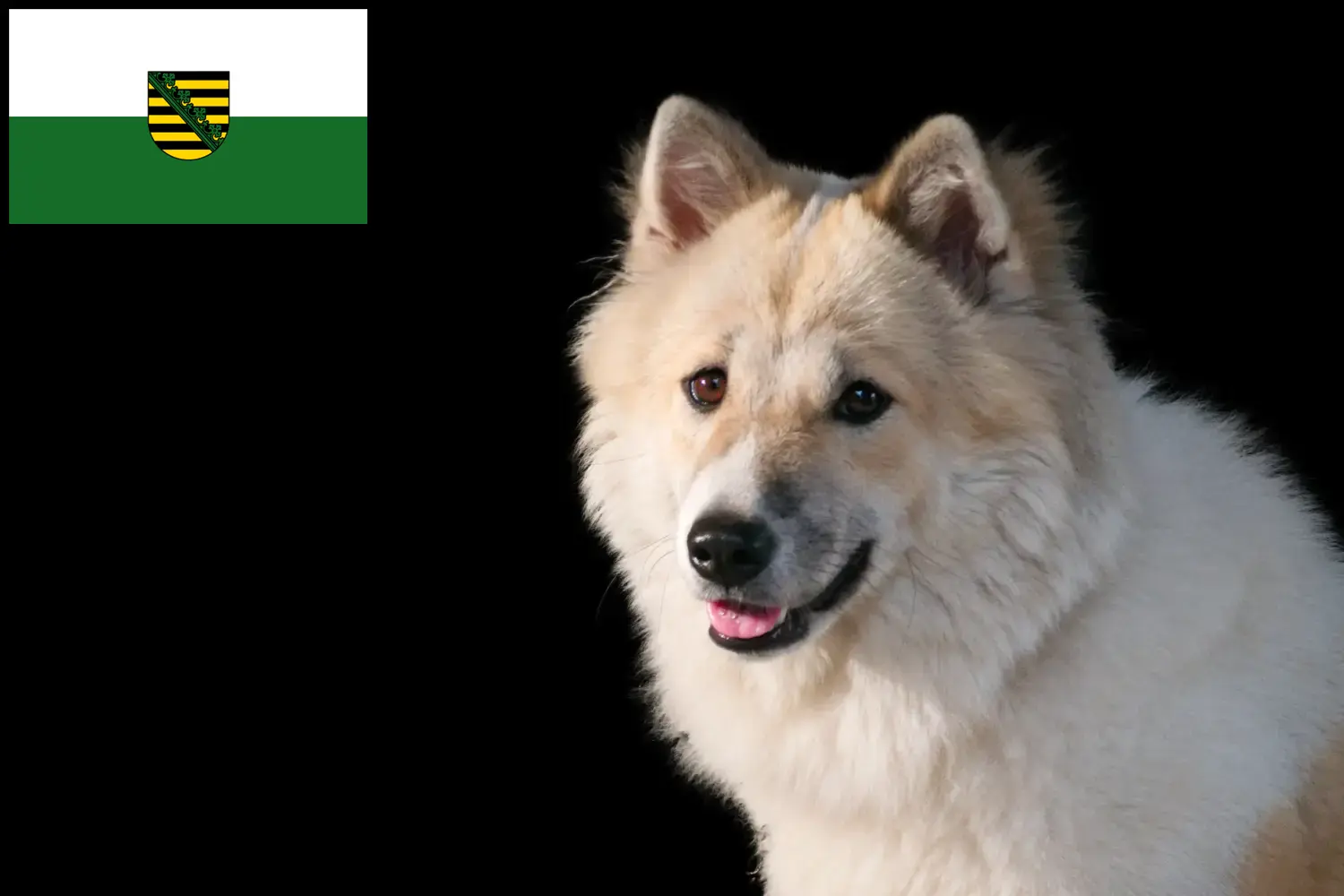 Tajski pies Bangkaew szczenięta i hodowca Saksonia Tutaj możesz znaleźć hodowców Thai Bangkaew Dogs w Saksonia.