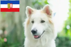 Read more about the article Hodowca psów tajskich Bangkaew i szczenięta w Szlezwiku-Holsztynie