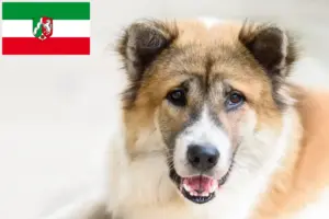 Read more about the article Thai Bangkaew hodowca psów i szczeniąt w Nadrenia Północna-Westfalia