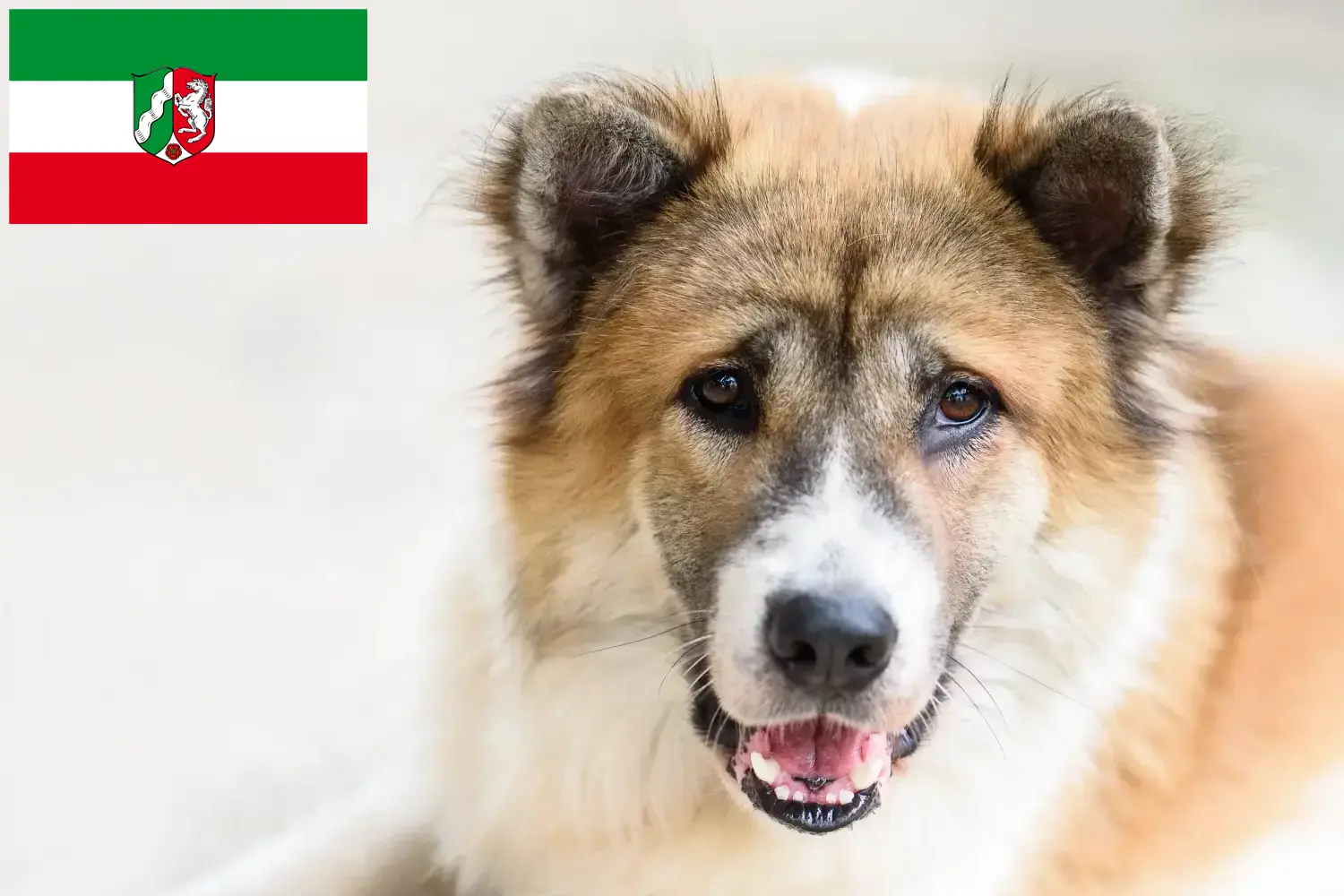 Tajski pies Bangkaew szczenięta i hodowcy Nadrenia Północna-Westfalia Tutaj znajdziesz hodowców psów rasy Tajski bangkaew w Nadrenia Północna-Westfalia.