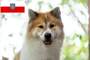 Read more about the article Thai Bangkaew Hodowca psów i szczeniąt w Turyngia