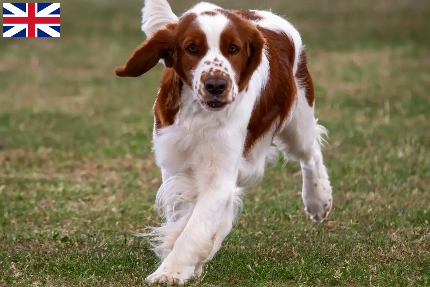 Read more about the article Hodowcy i szczenięta Springer spaniel walijski w Wielka Brytania