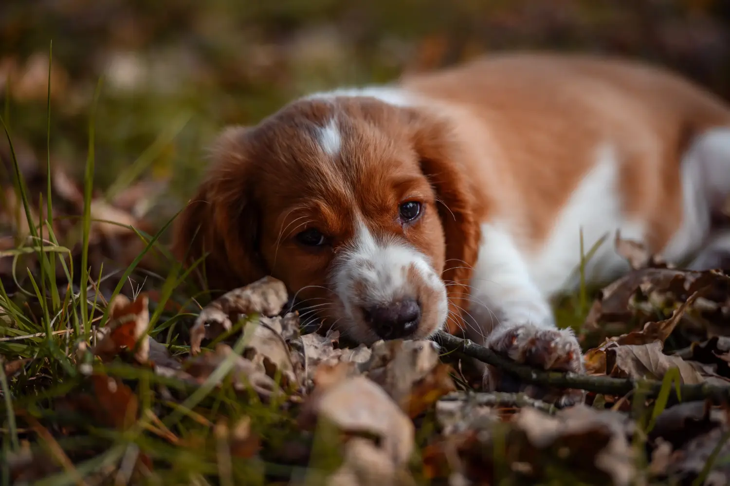 Kupno szczeniaka Springer Spaniela Walijskiego oznacza wzięcie na siebie odpowiedzialności! Kup szczenięta rasy Springer Spaniel Walijski.