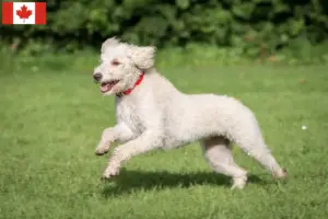 Read more about the article Australijskie labradoodle hodowcy i szczenięta w Kanada