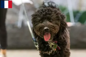 Read more about the article Hodowcy i szczenięta Aussiedoodle w Francja