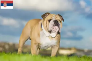 Read more about the article Buldog angielski hodowcy i szczenięta w Serbia