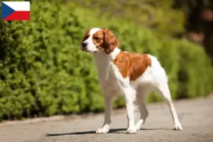 Read more about the article Hodowcy i szczenięta Epagneul bretoński w Czechy