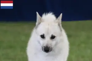 Read more about the article Hodowcy i szczenięta Buhund norweski w Holandia