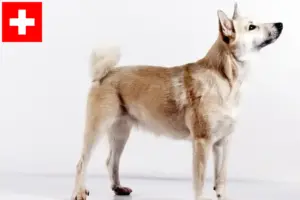 Read more about the article Hodowcy i szczenięta Buhund norweski w Szwajcaria