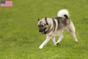 Read more about the article Hodowcy i szczenięta Buhund norweski w USA