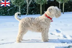 Read more about the article Hodowcy i szczenięta Irish soft coated wheaten terrier w Wielka Brytania